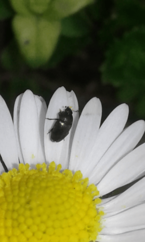 Nitidulidae  sp.
